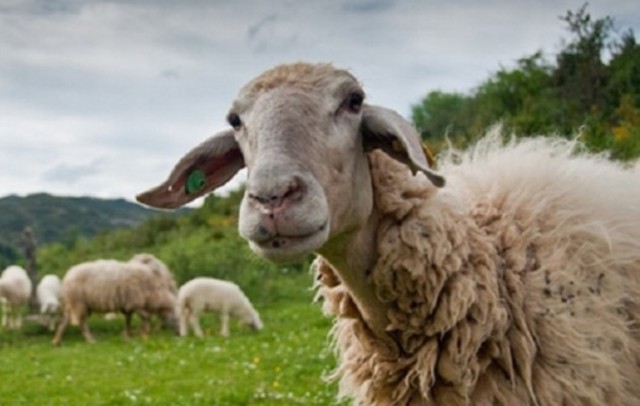 Πρόβατα στη Μαγνησία έφαγαν… 100 κιλά χασίς και «έκαναν κεφάλι»
